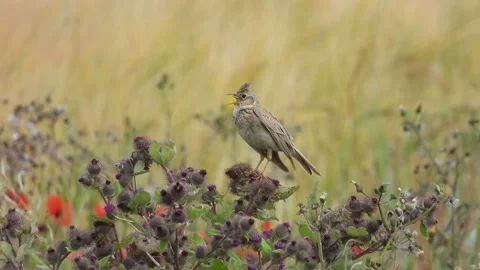 Skylark. Sings on Burdock wide-angle   (Alauda arvensis)   3191P4 Stock Footage 201405007