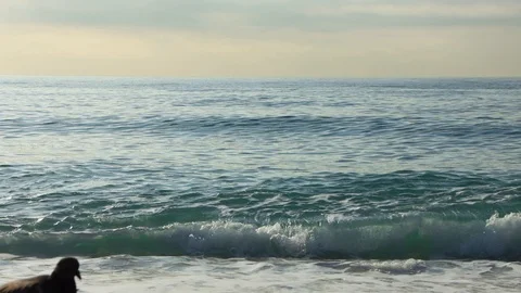 The skyline of Barcelona,Spain Stock Footage 118358426