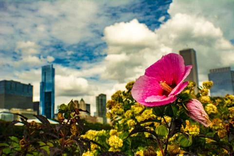 Skyline Flowers 写真素材