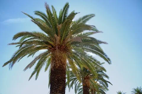Skyline of palms Stock Photos