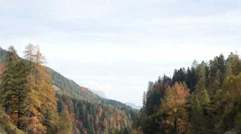 Skyline of a pine tree forest in autumn | Italian alps | Static Shot Stock-Footage 32476757