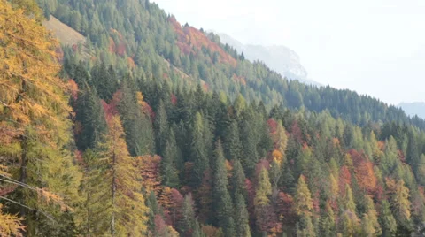 Skyline of a pine tree forest in autumn | Italian alps | Panning Shot Stock-Footage 32483782