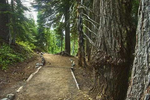 Skyline Trail Forest Path with Tall Tree Trunks and Lush Greenery Stock Photos