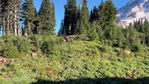 Skyline Trail Hiking POV with Mount Rainier and Distant Deer 库存影片 344814613