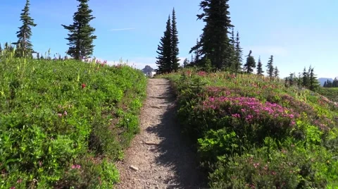 Skyline Trail - Mount Rainier Beautiful Wild Flowers Vídeo Stock 41022892