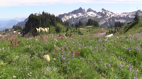 Skyline Trail - Mount Rainier Wild Flowers Vídeo Stock 41022564