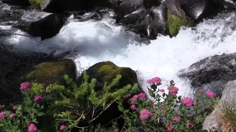 Skyline Trail - Mount Rainier - Wild Flowers Water Vídeo Stock 41022611