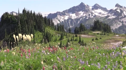 Skyline Trail - Mount Rainier - Wild Flowers Tree Vídeo Stock 41022692