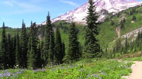 Skyline Trail - Mount Rainier - Wild Flowers Vídeo Stock 41022907