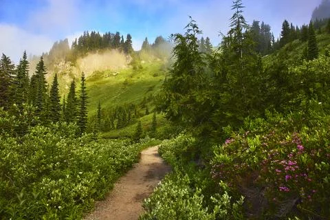 Skyline Trail Path Lush Greenery Wildflowers and Mountain Views in Washington Stock Photos