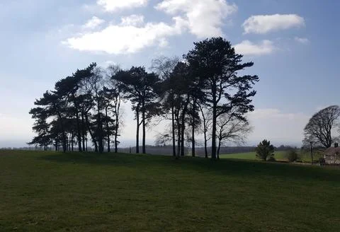 Skyline Trees 库存照片