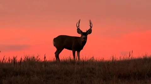 Deer with sunset - Wallpaper