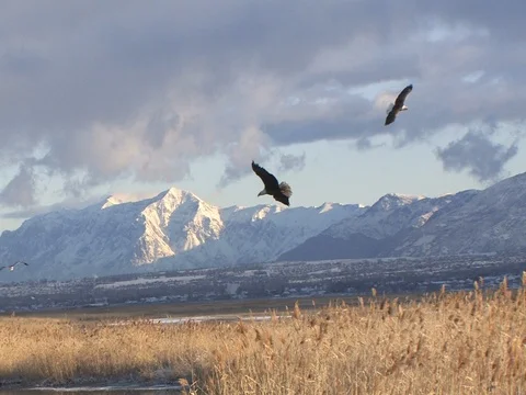 Skylined mature eagle circles, lands, tries to take over food, 67% slowmo Stock Footage 124563288