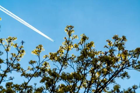 Skylines of Spring  Jetstream Above the Trees 스톡 사진