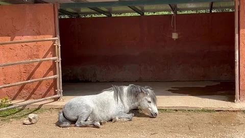 Skyrian horse in captivity is laying on the ground Stock Footage 237110147