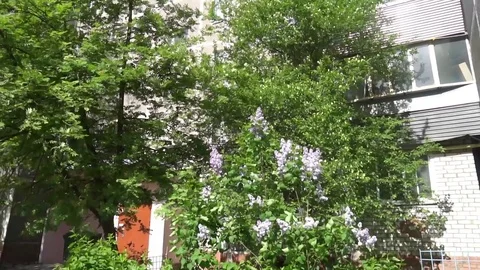 Skyscraper on a background of green trees Video stock 75915444