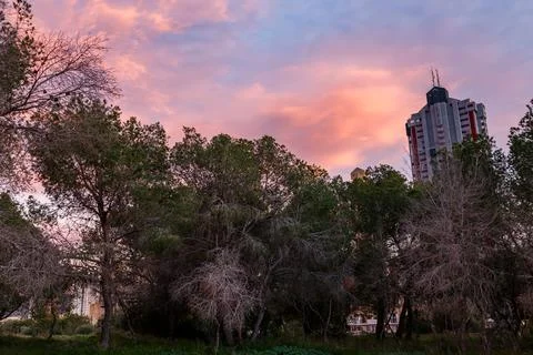 Skyscraper Behind the Pine Forest at Sunset 写真素材