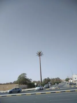 A skyscraper dates tree tower Stock Photos