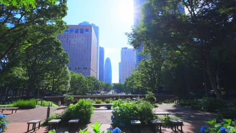Skyscraper stand beyond blooming Hydrangeas at Nishi-Shinjuku in Tokyo Japan Video stock 292539097