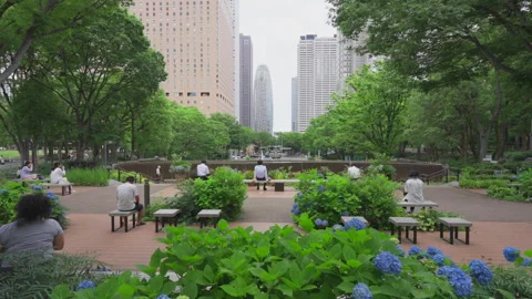 Skyscraper stand beyond blooming Hydrangeas at Nishi-Shinjuku in Tokyo Japan Video stock 292848397