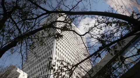 Skyscraper Thru Silhouetted Trees Video stock 73869258