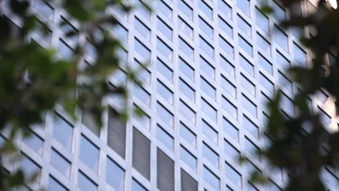 Skyscraper Windows Beyond Green Tree Leaves Stock Footage 337679511