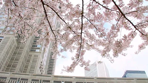 Skyscrapers and Cherry Blossoms Stock Footage 327558487