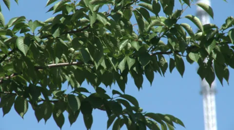 Skytree Stock Footage 31440162