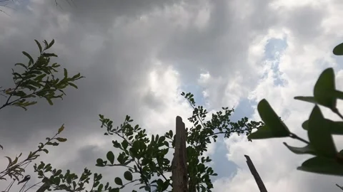 Sky,tree,sun,clouds,fast moveing time lapse 4k Stock Footage 242739018