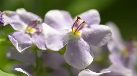 SKYv0020.mp4 Stock Footage 25858646