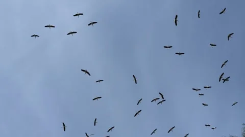 Skyward Ballet: Storks Circle on High in the Blue Expanse, A Migratory Spectacle Stock Footage 270531869