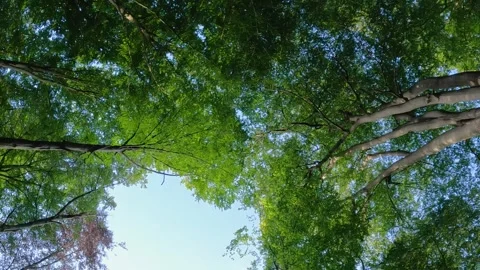 Skyward Canopy: A Glimpse Through the Forest Ceiling Stock Footage 258233039