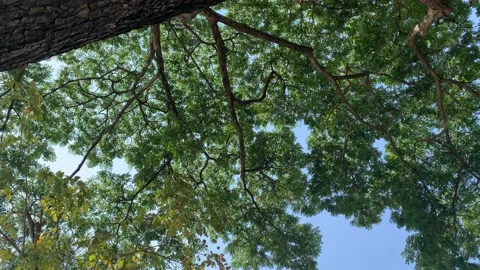 Skyward establishing shot of underside of leaves reflecting shimmering sunlight Stock Footage 168504628