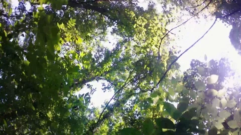 Skyward Facing Walk Through Woods Stock Footage 158765965