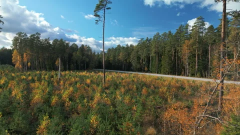 Skyward forest scene, Realtime drone footage showing peaceful forest clearing Stock Footage 319467480