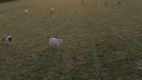 Skyward Herd: A Captivating Drone Flight Over a Green Pasture, Showcasing Sustai Stock Footage 244169261