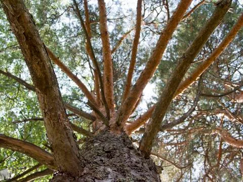 Skyward 스톡 사진