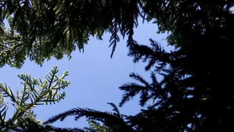 Skyward Pine: A Low Angle Stock Footage 314580388