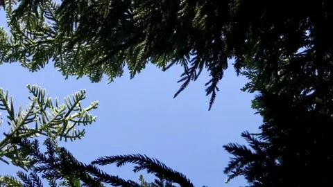 Skyward Pine: A Low Angle Stock Footage 314580391