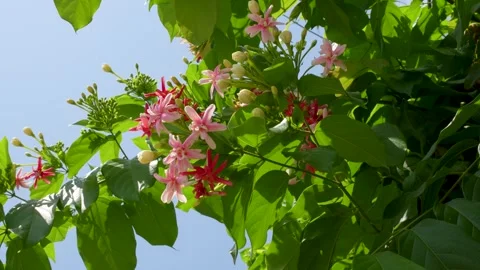 Skyward Rangoon Creeper Blooms Stock Footage 265873462