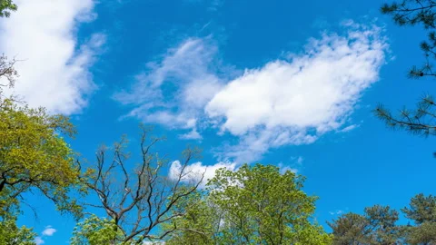 Skyward Symphony: A Dance of Clouds and Leaves timelapse Video stock 280987183