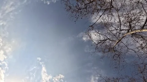 Skyward Time-lapse of Moving Clouds and Bare Tree Stock Footage 337905237