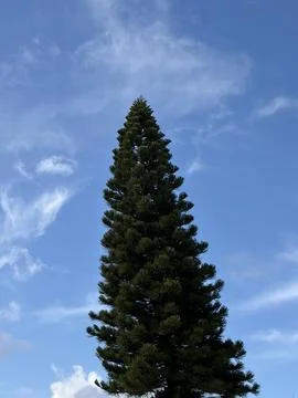 Skyward Vertical Stock Photos