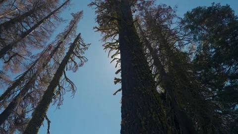 Skyward view through pine forest with sun flare Vidéo 268155238