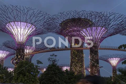 Skyway Between Colorfully Lit Super Trees Gardens By The Bay Singapore Asia