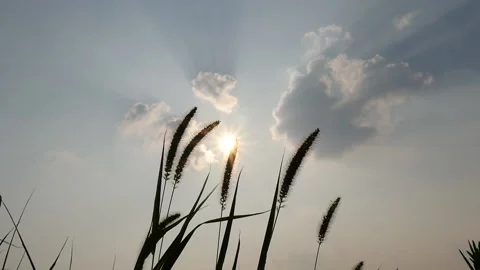 S/L HD Slow motion view of swaying Foxtail Stock Footage 162557355