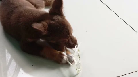 SL3 Bea Stock Footage 169953920