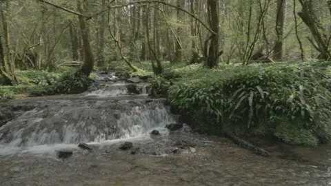 Slade Brook tufa stream.  Stock Footage 247970308