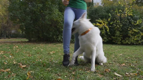 Slalom the dog. Stock Footage 96195649