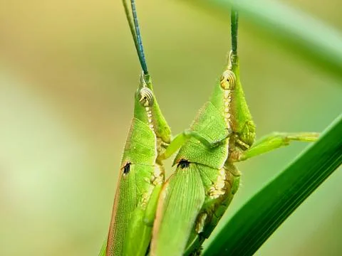 Slant-faced Grasshopper Atractomorpha Mating Macro for Science Stock Photos